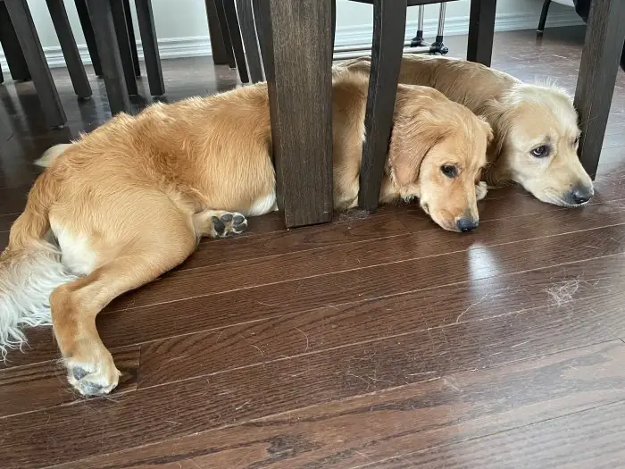 Buddy and Bella together