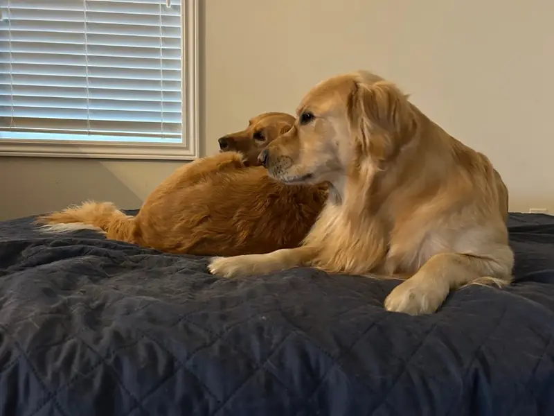 Buddy & Bella