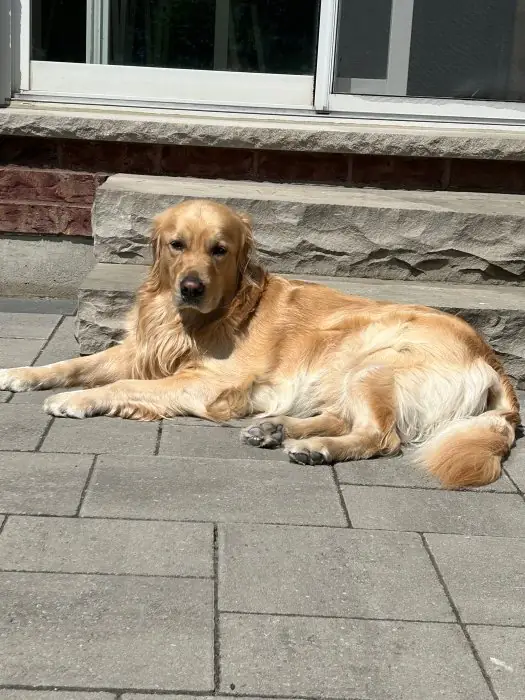 Bella